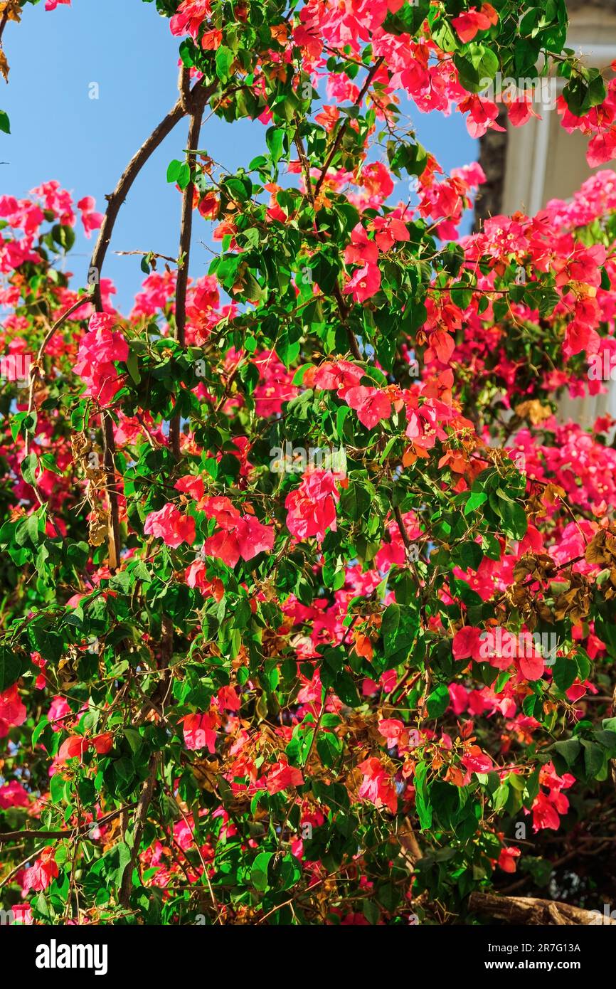Bougainvillea ornamental bush with vivid color flowers against blue sky. Stock Photo