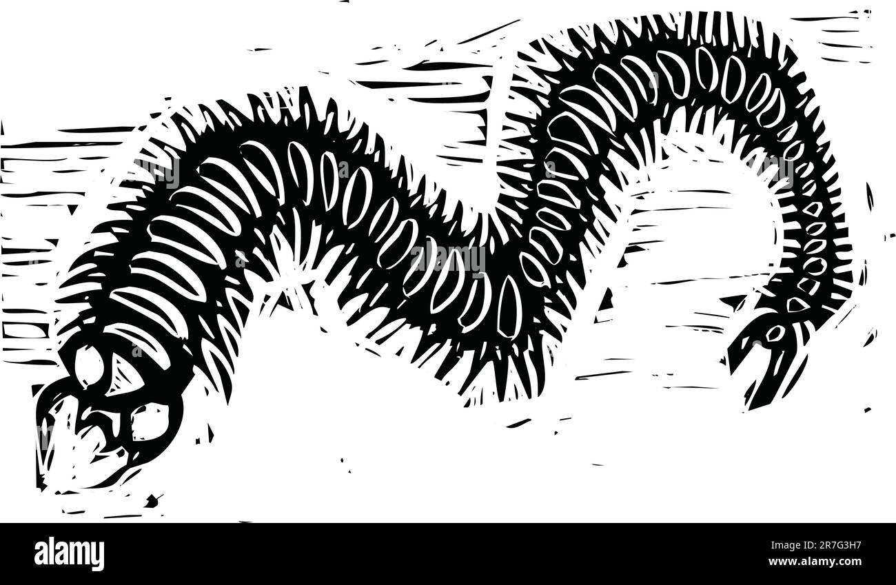 Woodcut image of a scary centipede insect. Stock Vector