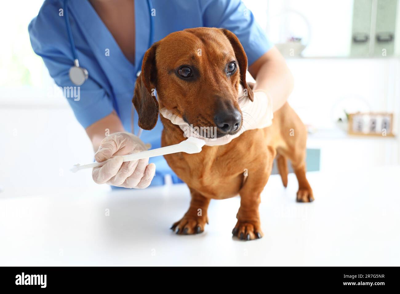 Female veterinarian brushing teeth of dachshund dog in clinic, closeup