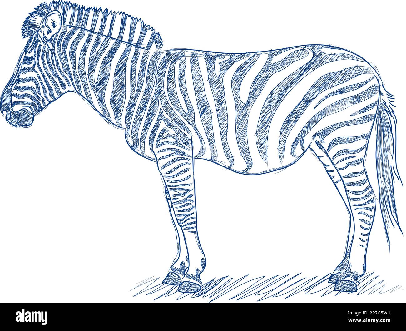 Vector pen sketch of a zebra in blue ink Stock Vector Image & Art Alamy