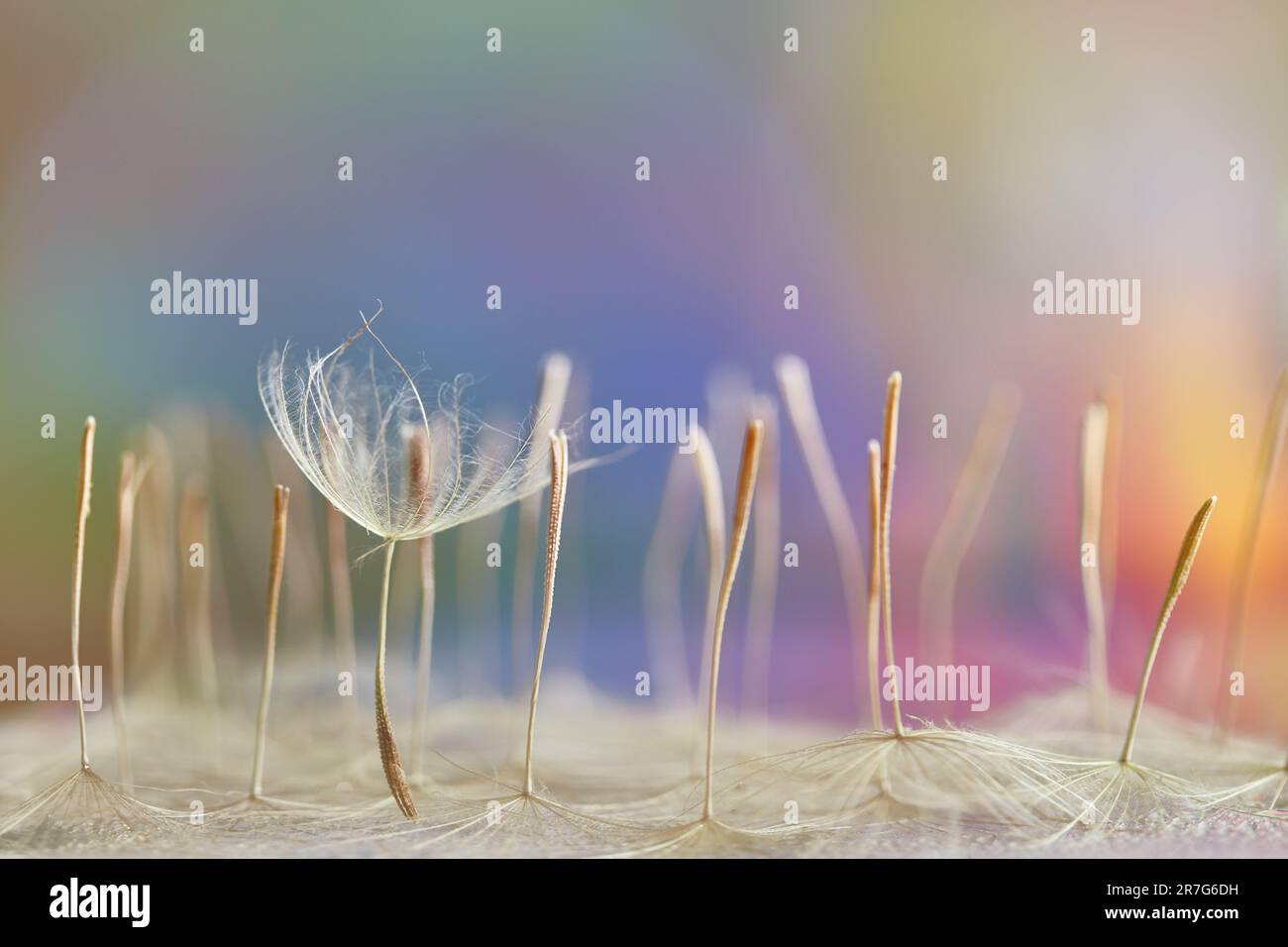 Misty blurred background from dandelion seeds. Tragopogon pratensis. Seeds with umbrellas. Delicate pastel abstract background. Background image. Soft Stock Photo