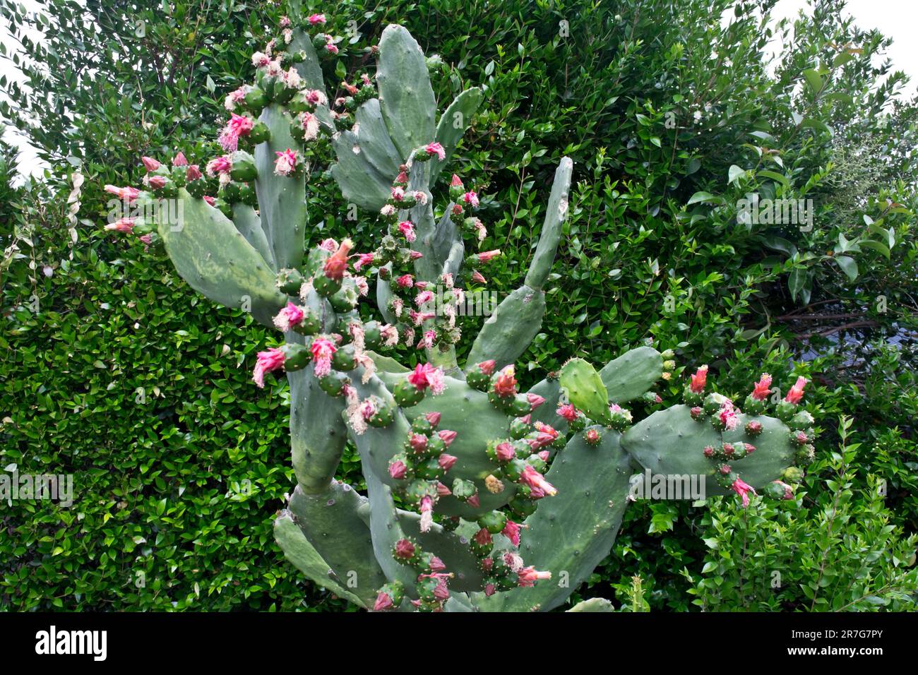 Opuntia cactus tree blooms into many little red flowers in the Spring and develops to edible fruits Stock Photo