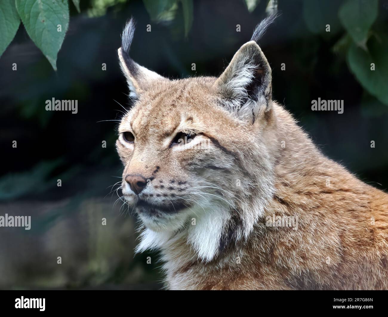 Eurasian lynx, Eurasischer Luchs, Nordluchs, Lynx boréal, Lynx lynx ...