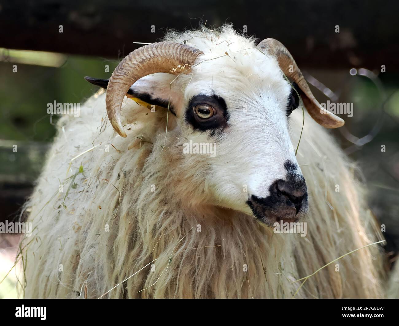 Racka Sheep, Zackelschaf, mouton, Ovis gmelini aries, Zoo, Hungary, Europe Stock Photo