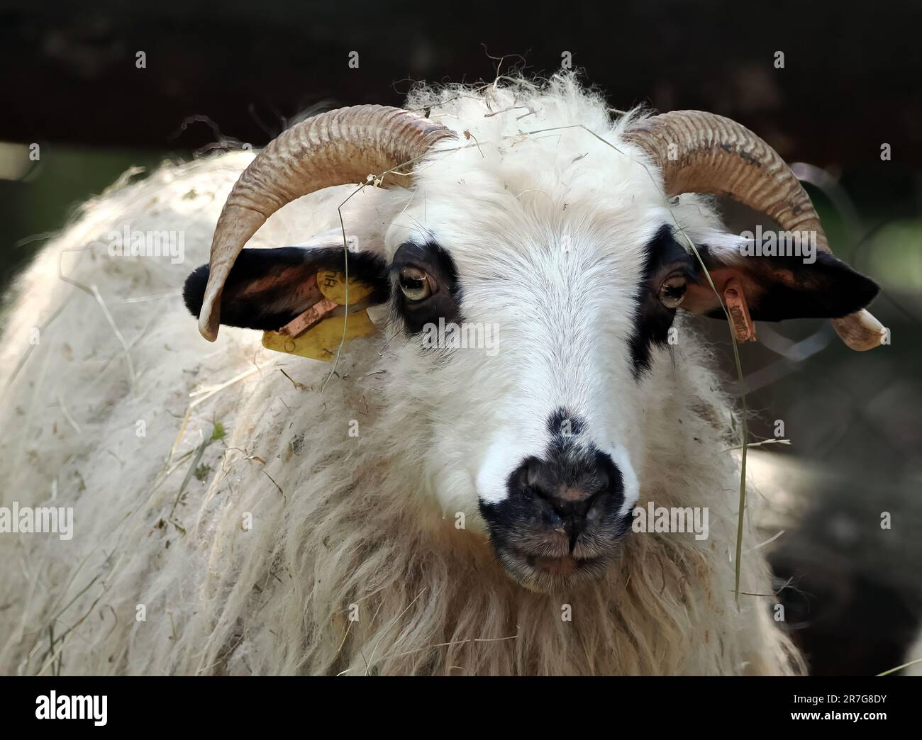 Racka Sheep, Zackelschaf, mouton, Ovis gmelini aries, Zoo, Hungary, Europe Stock Photo