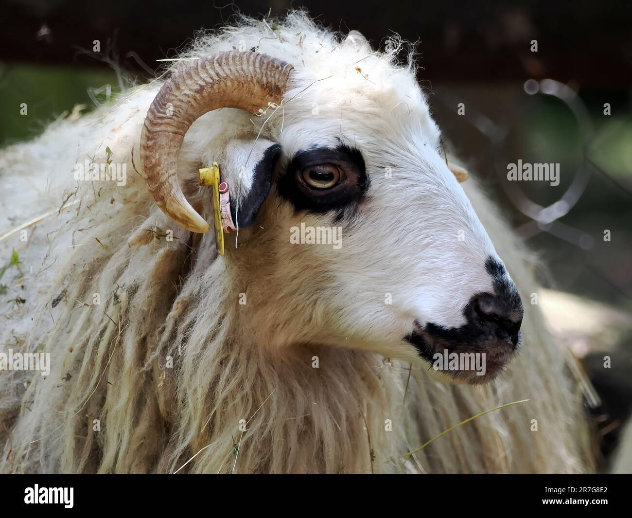 Racka Sheep, Zackelschaf, mouton, Ovis gmelini aries, Zoo, Hungary, Europe Stock Photo