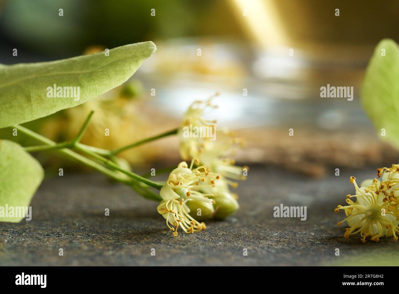 Lime tree flowers hires stock photography and images Alamy