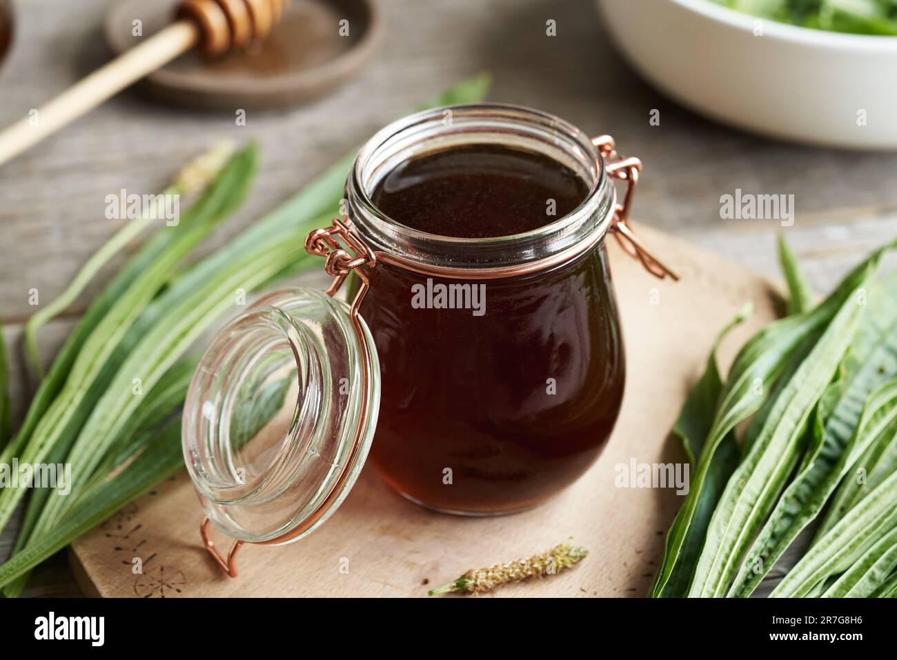 A jar of homemade ribwort plantain syrup for cough with fresh plant on