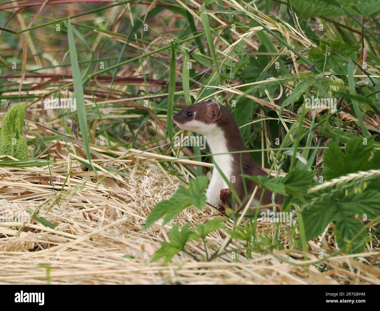 Hermelín hi-res stock photography and images - Alamy