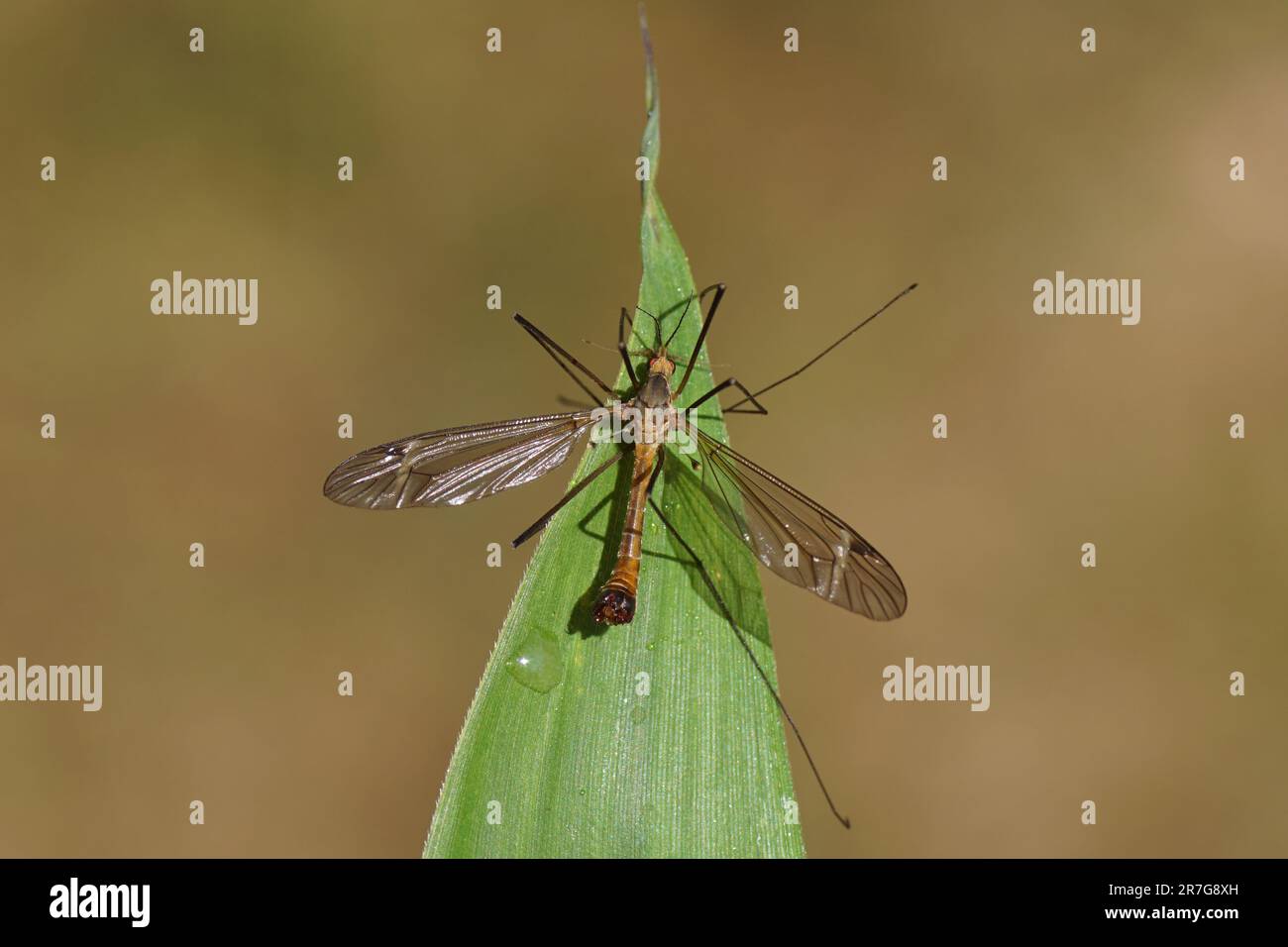 Male crane fly Tipula fascipennis, family Tipulidae on a bamboo leaf. Dutch garden, June Stock Photo