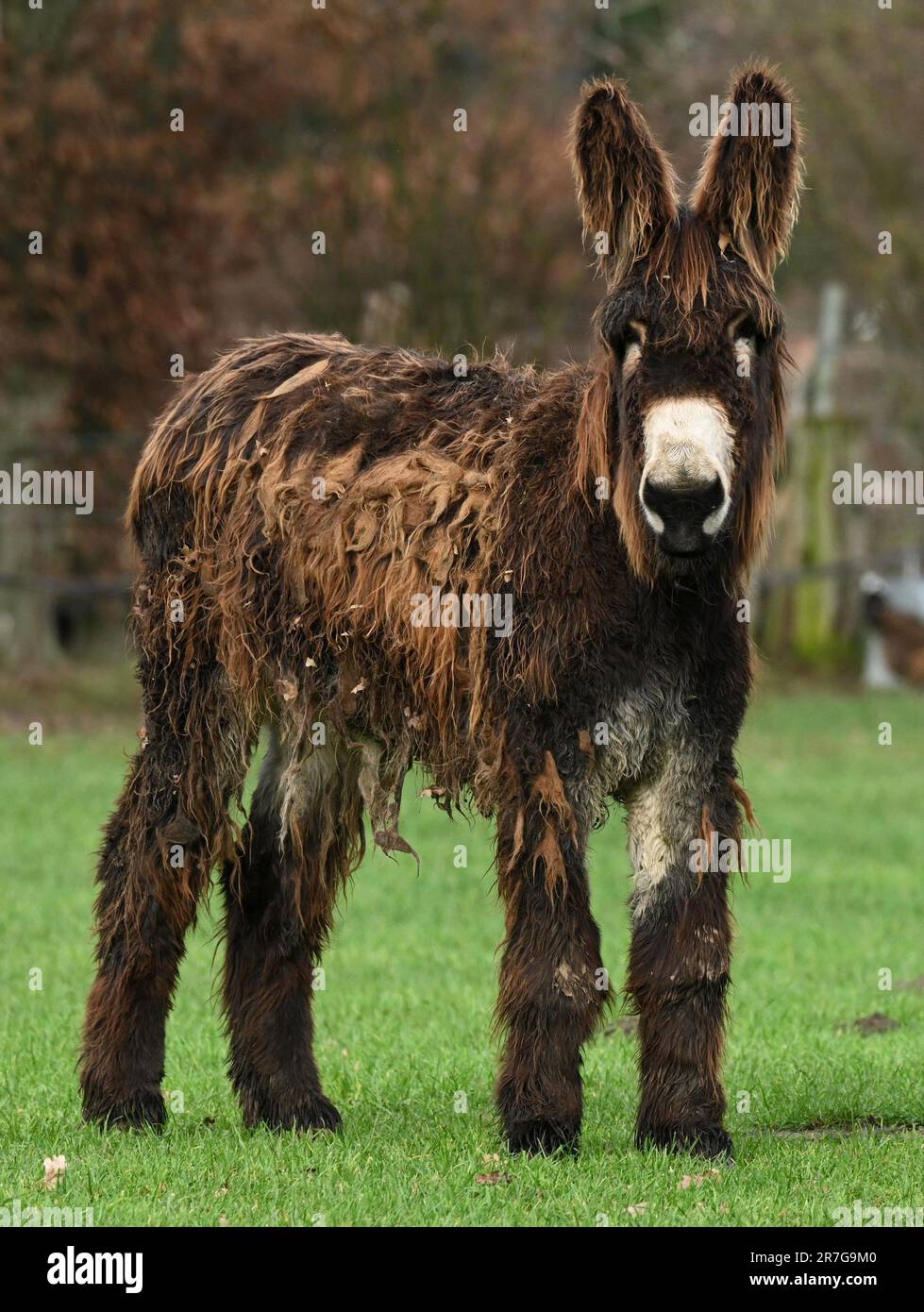 Image of a donkey standing in a grassy field with trees and people in ...