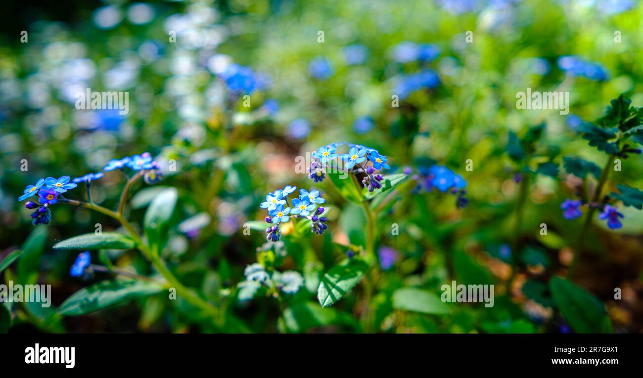 Small delicate sky blue forest flowers on a sunny day blurred forest background Stock Photo
