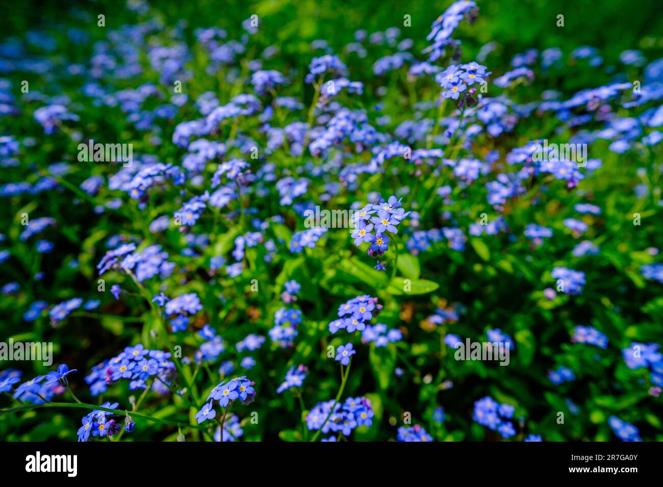 Small delicate sky blue forest flowers on a sunny day blurred forest background. Stock Photo