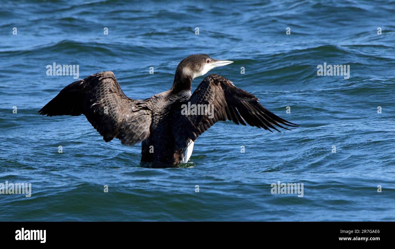One Nonbreading common loon flapping wings in the water Stock Photo