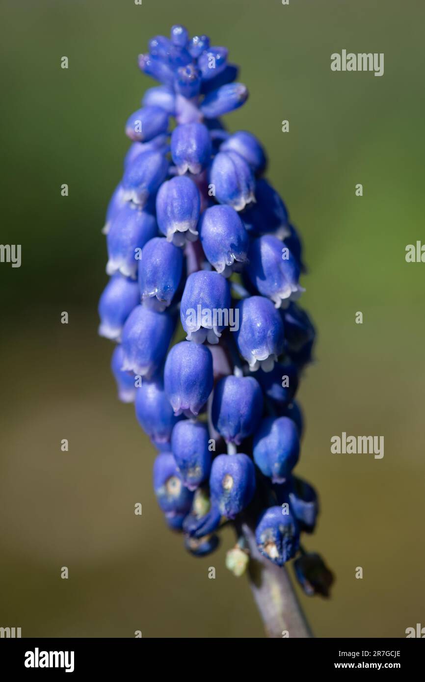 Close up of a garden grape hyacinth (muscari americanum) flower in bloom Stock Photo