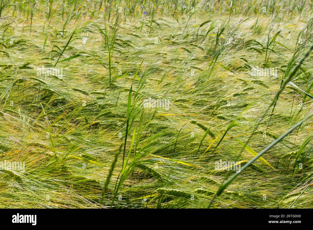 Barley field, breeze blowing, Mezofold, Hungary Stock Photo - Alamy