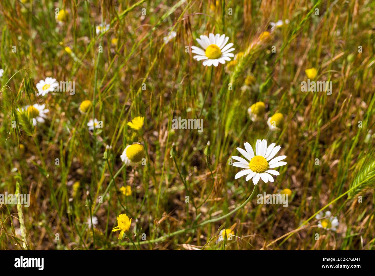 Close-up of field chamomile (Anthemis arvensis) flowering on sandy ground, Mezofold, Hungary Stock Photo