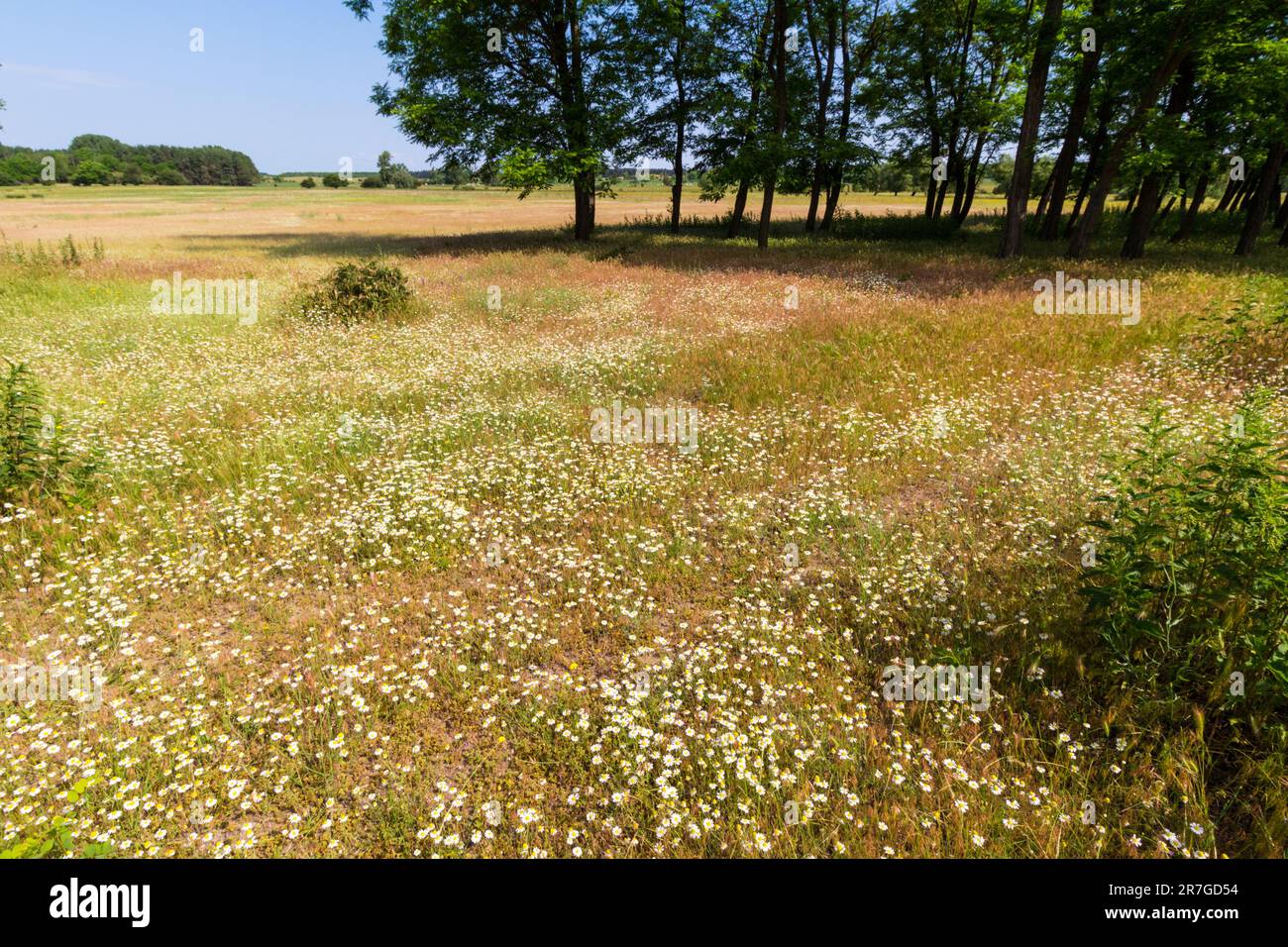 Field chamomile (Anthemis arvensis) flowering on sandy ground, Mezofold, Hungary Stock Photo