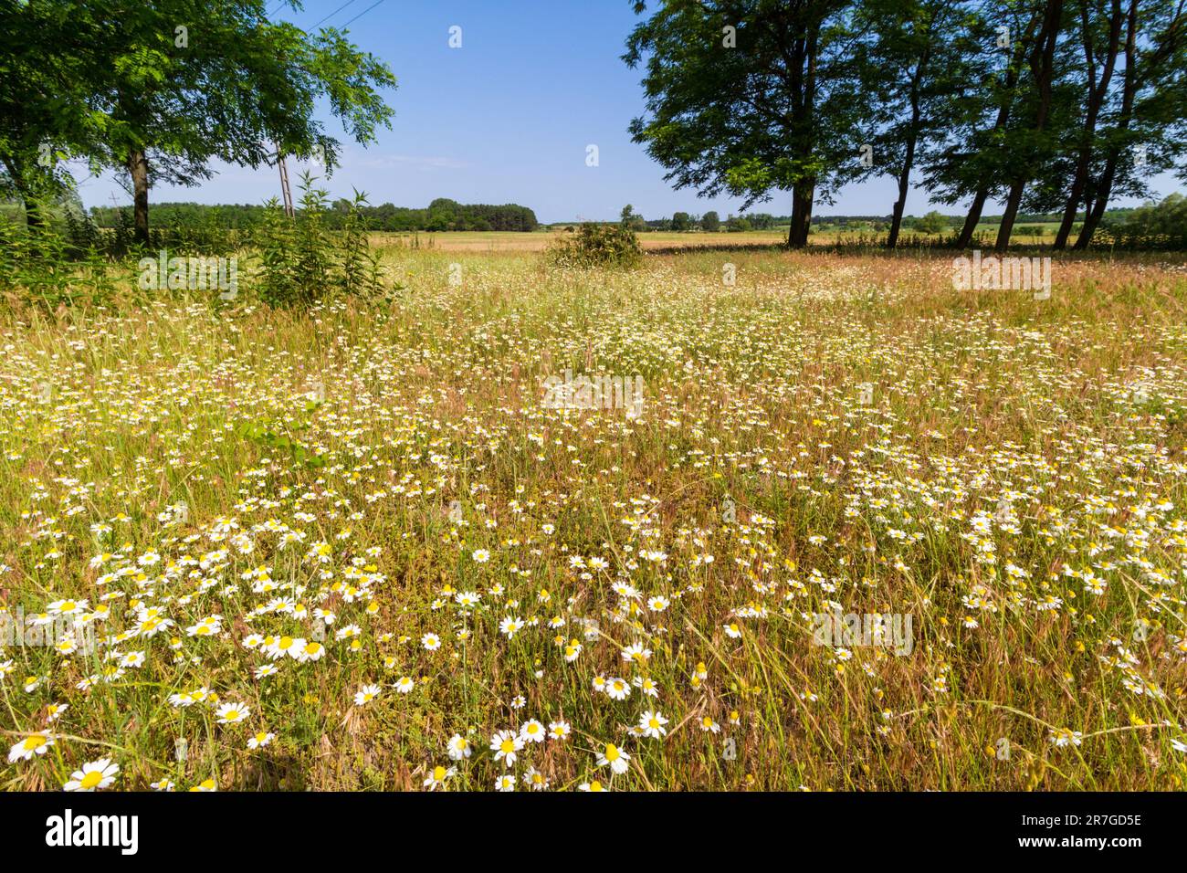 Field chamomile (Anthemis arvensis) flowering on sandy ground, Mezofold, Hungary Stock Photo