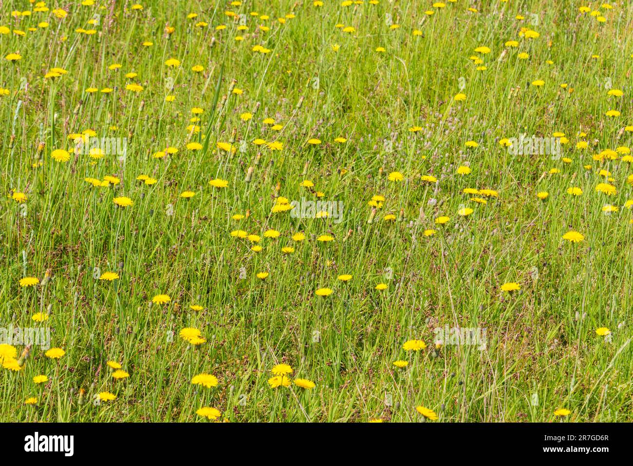 Yellow flatweed (Hypochaeris radicata) flowers among grass on sandy ground, Mezofold, Hungary Stock Photo