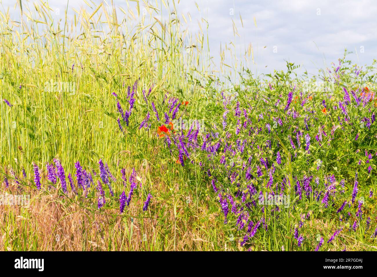 Blue vetch (Vicia cracca) among barley field, near Nemetker, Mezofold ...