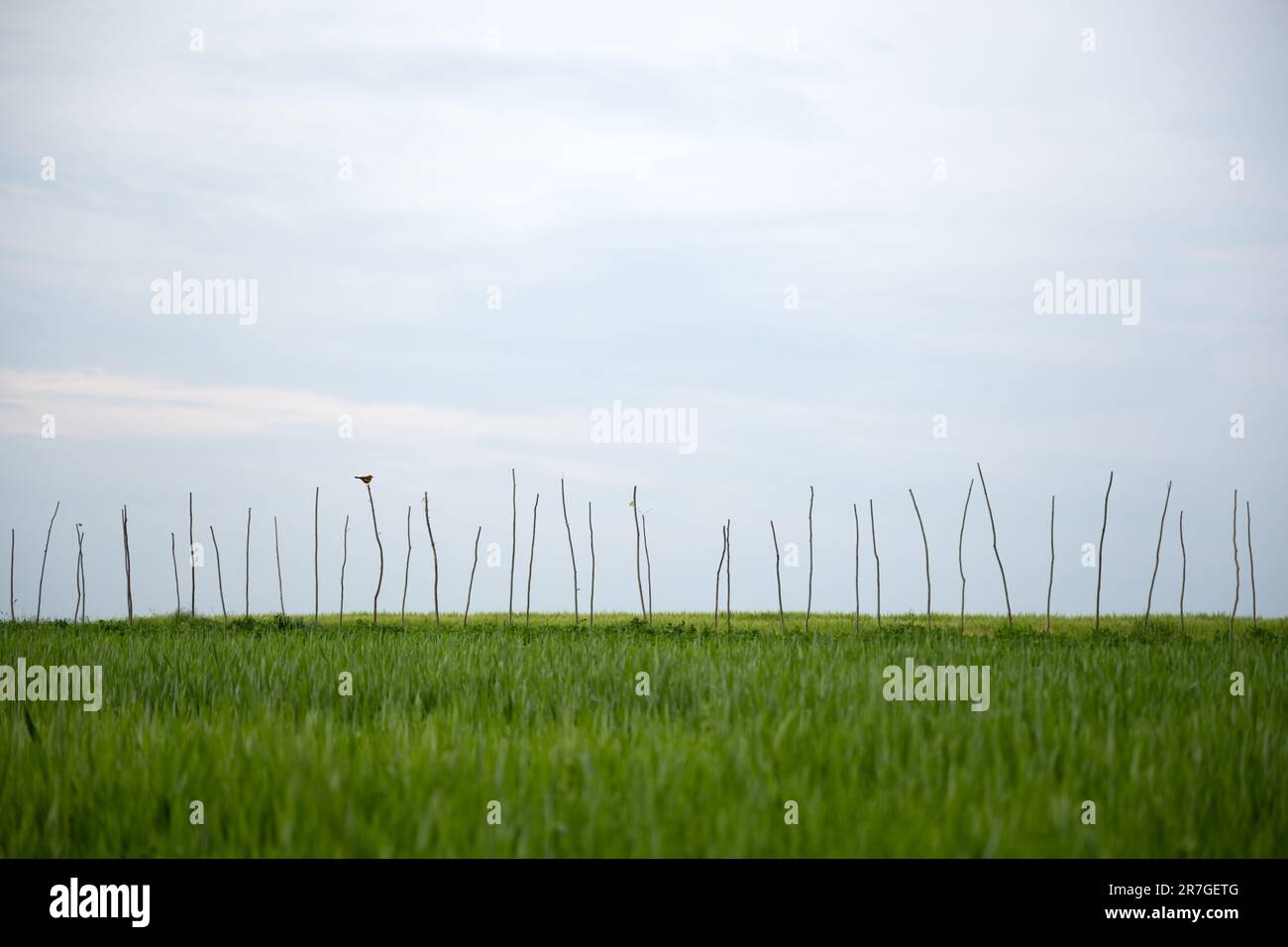 A lone bird sits on one of the many wooden sticks on green wheat field against a clear sky. Minimalistic nature photo Stock Photo