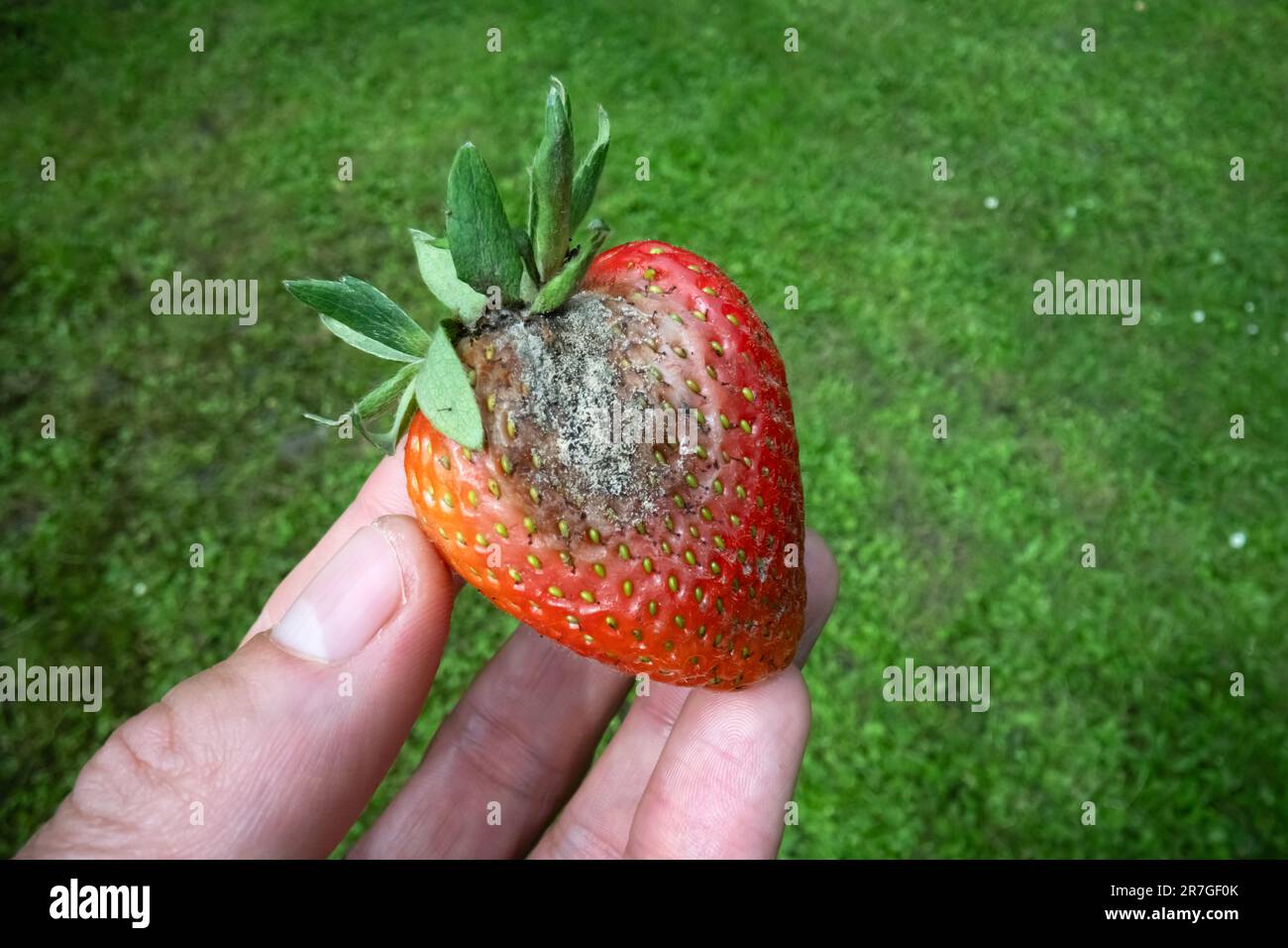 Rotten strawberry fruit with mould fungus in man hand close up Stock Photo
