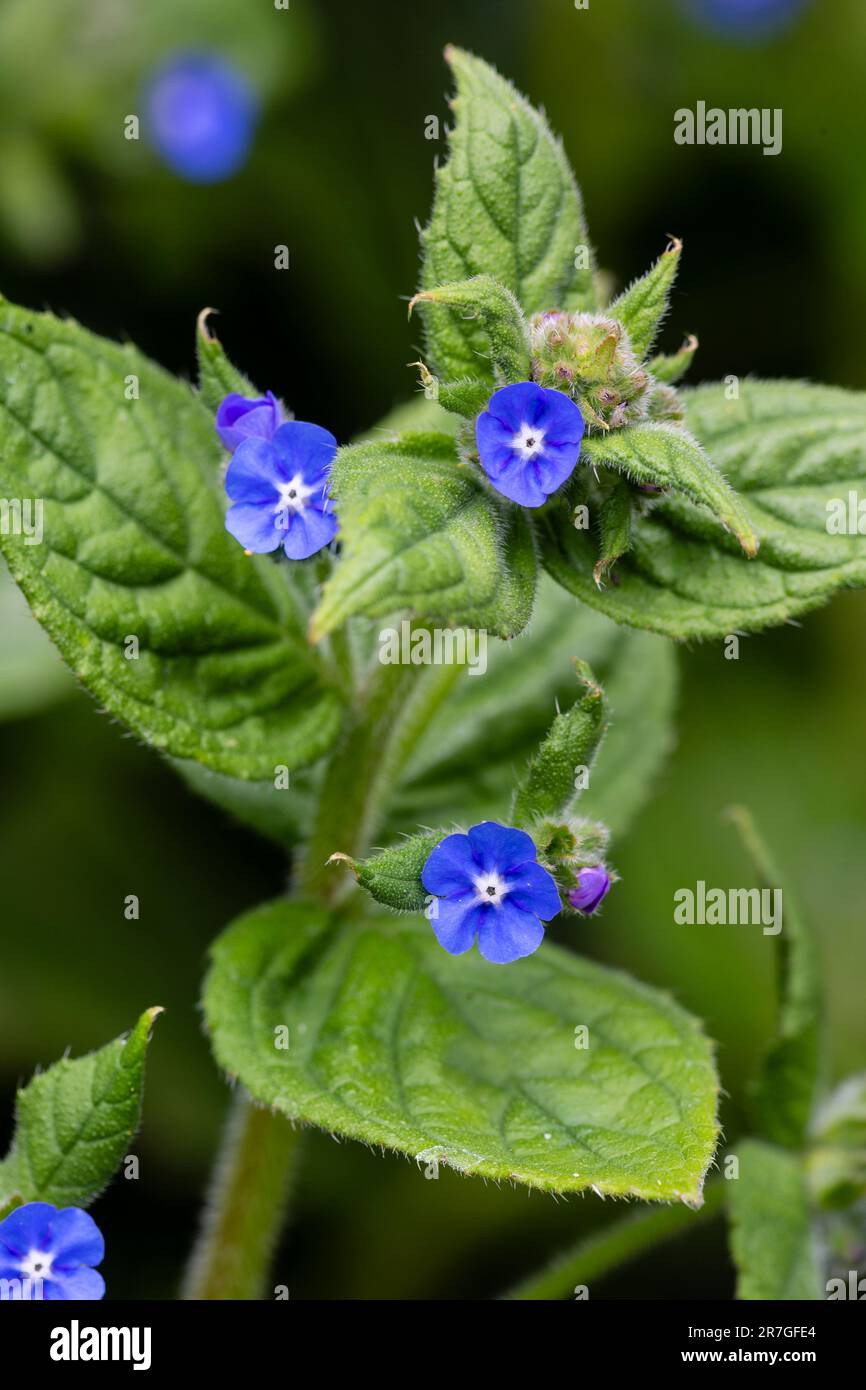 Green Alkanet, Pentaglottis sempervirens, naturalised in a garden.  A useful plant for attracting bees and other pollinators. Stock Photo