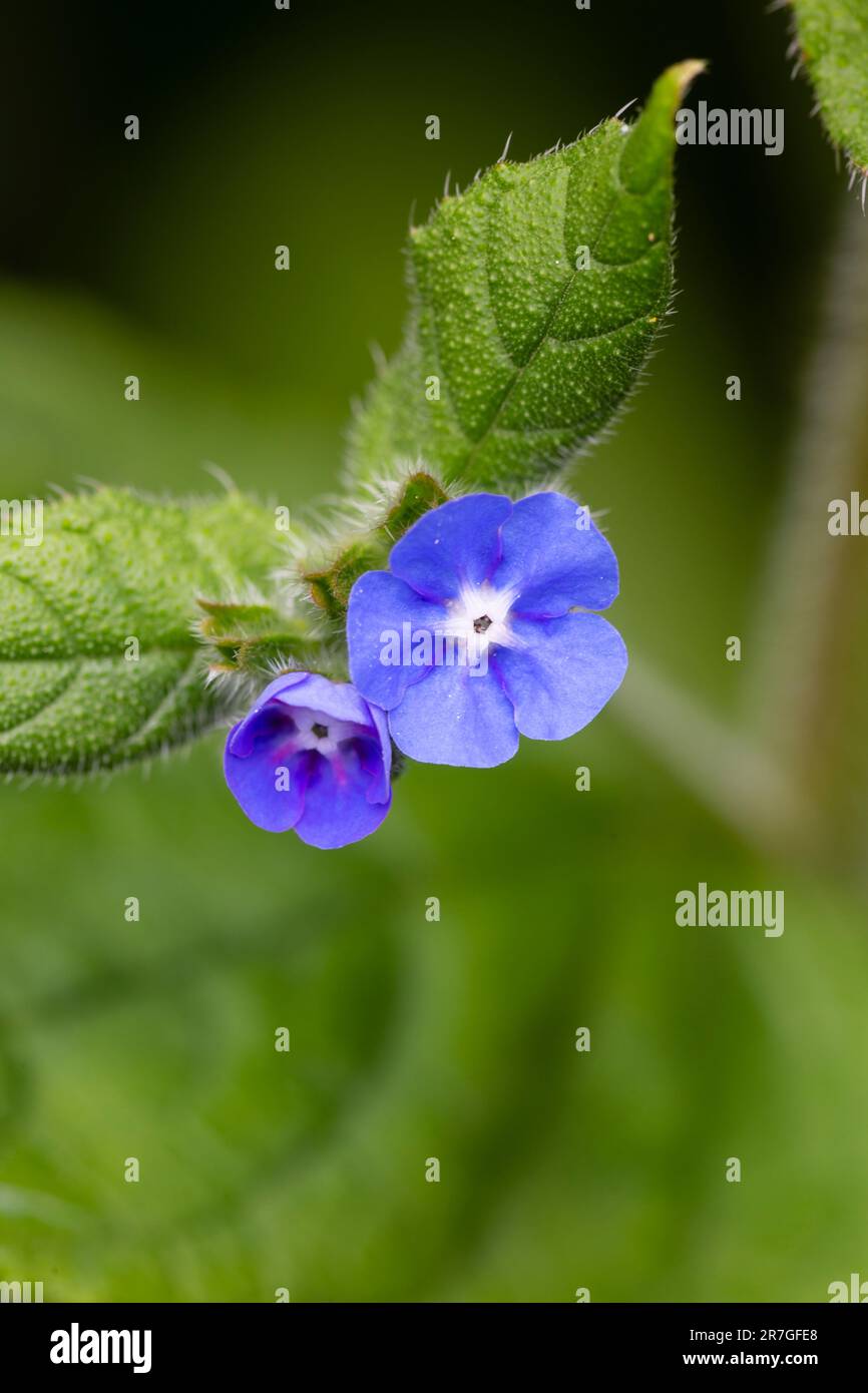 Green Alkanet, Pentaglottis sempervirens, naturalised in a garden.  A useful plant for attracting bees and other pollinators. Stock Photo