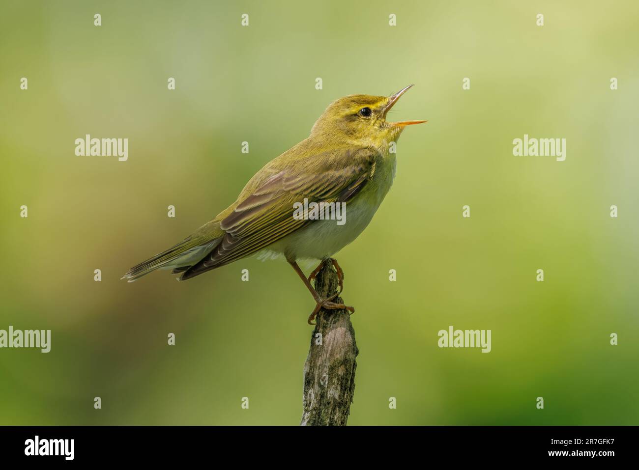 Wood Warbler singing his heart out in a Devon Wood Stock Photo