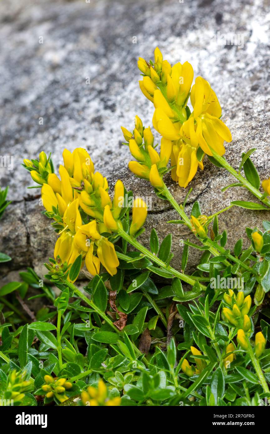 Dyer's Greenweed, or Dyer's Broom, Genista tinctoria, prostrate form, Monmouthshire, Wales, UK Stock Photo