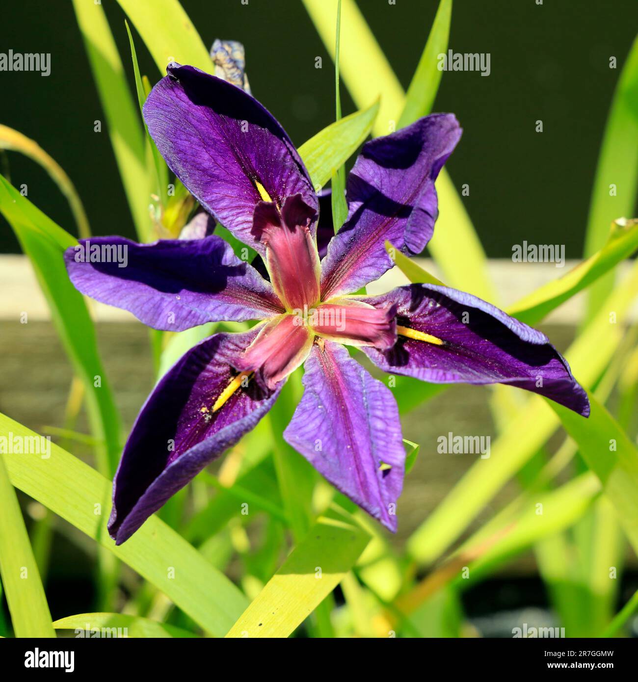 Purple flag iris, single flower. Cardiff. Taken June 2023. cym Stock