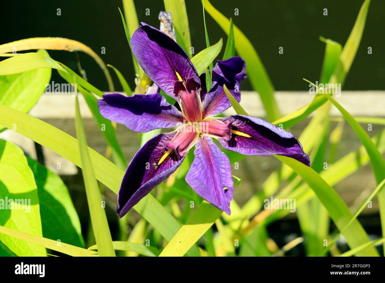 Purple flag iris, single flower. Cardiff. Taken June 2023. cym Stock Photo