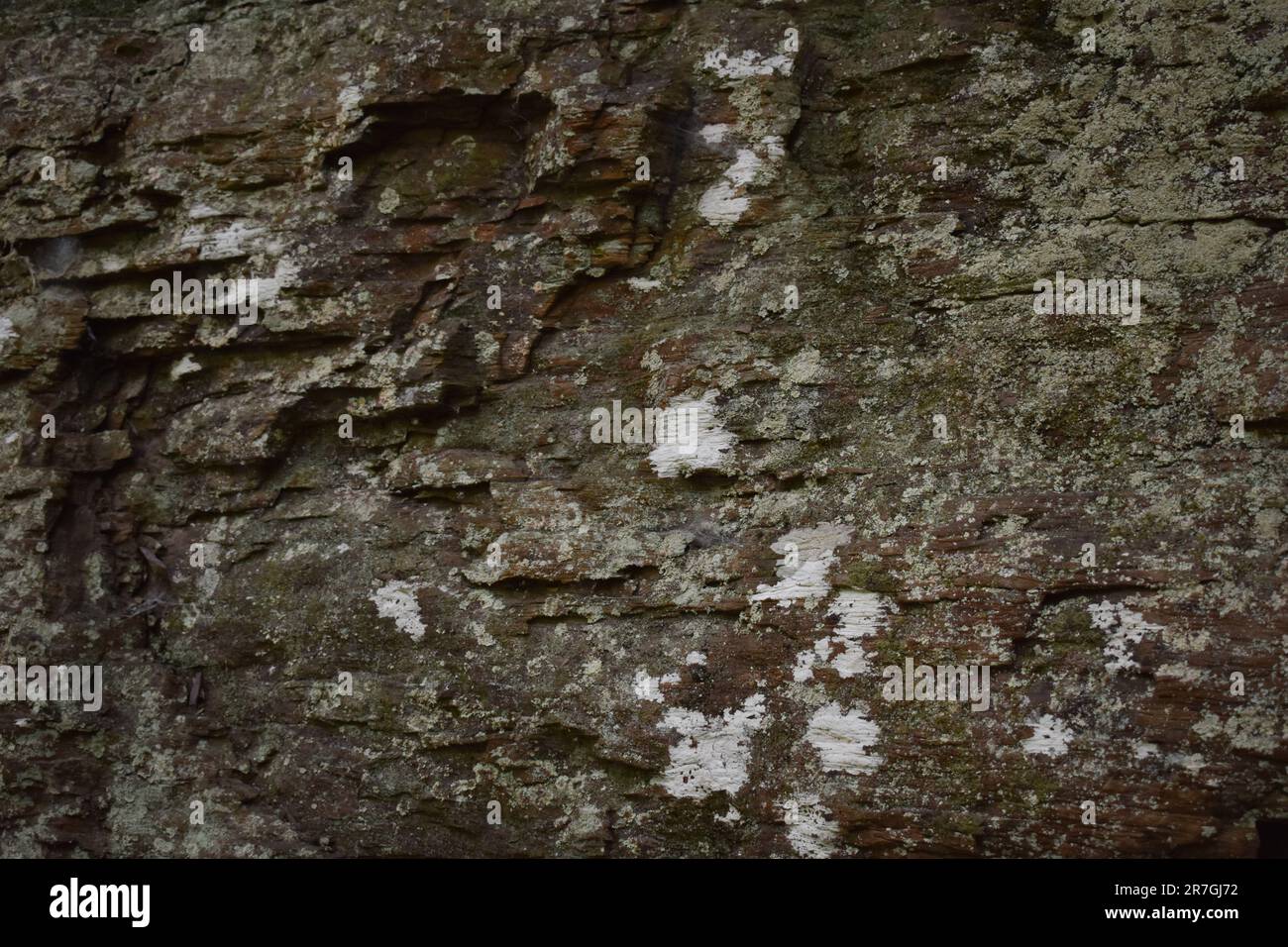 Lichen covered mountain rock wall background Stock Photo