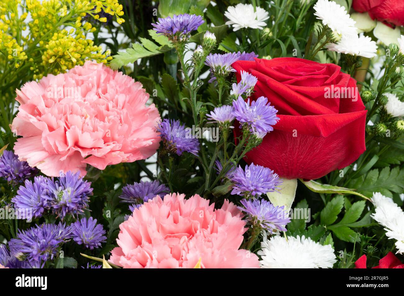 Red pink purple flower bouquet background macro close up view Stock Photo