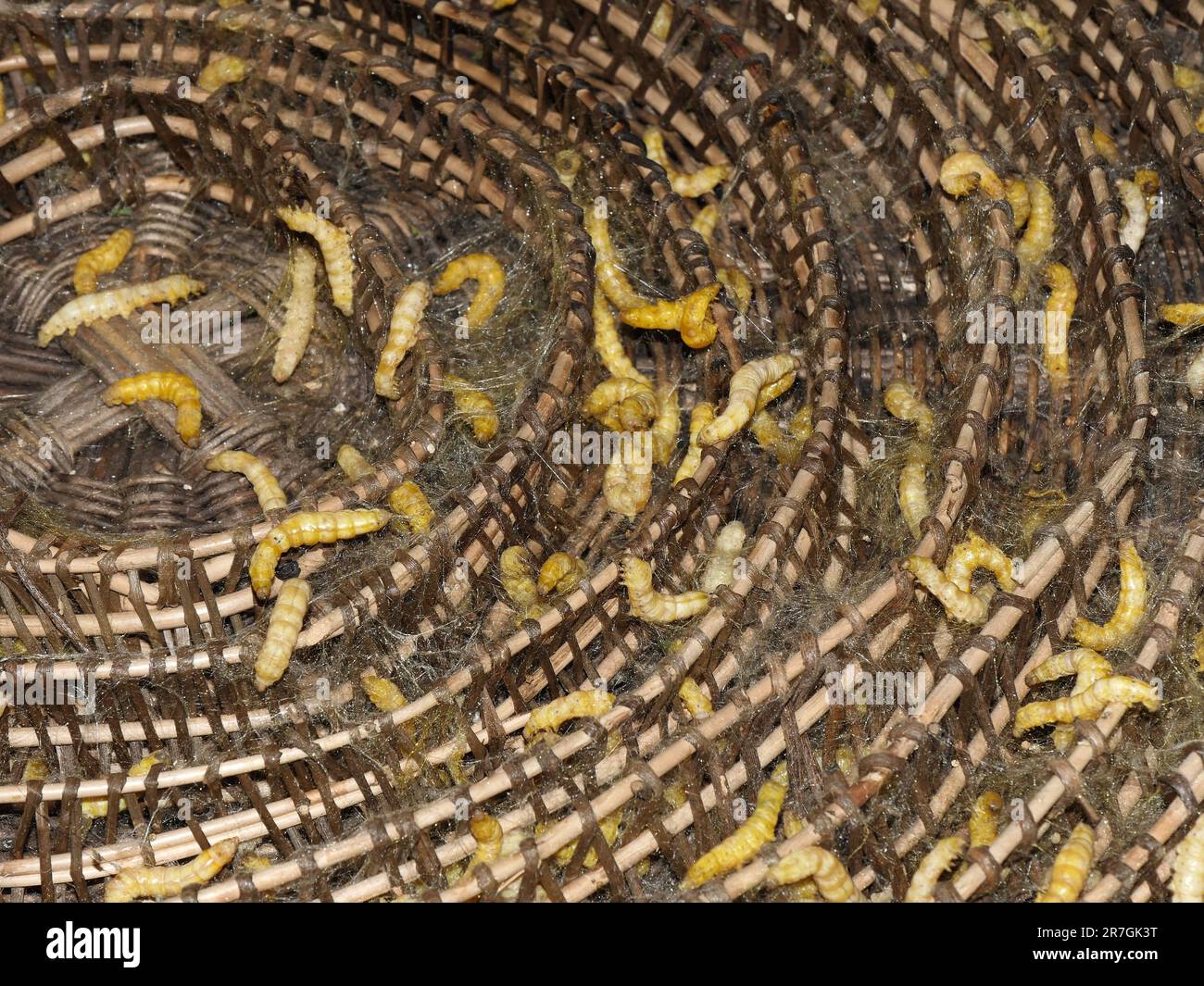 Seam Reap Province, Craft Industry, Silk work, Silkworms breeding, Cambodia Stock Photo