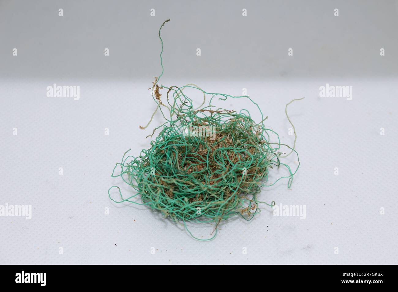Long green knotted fishing line washed up ashore Stock Photo