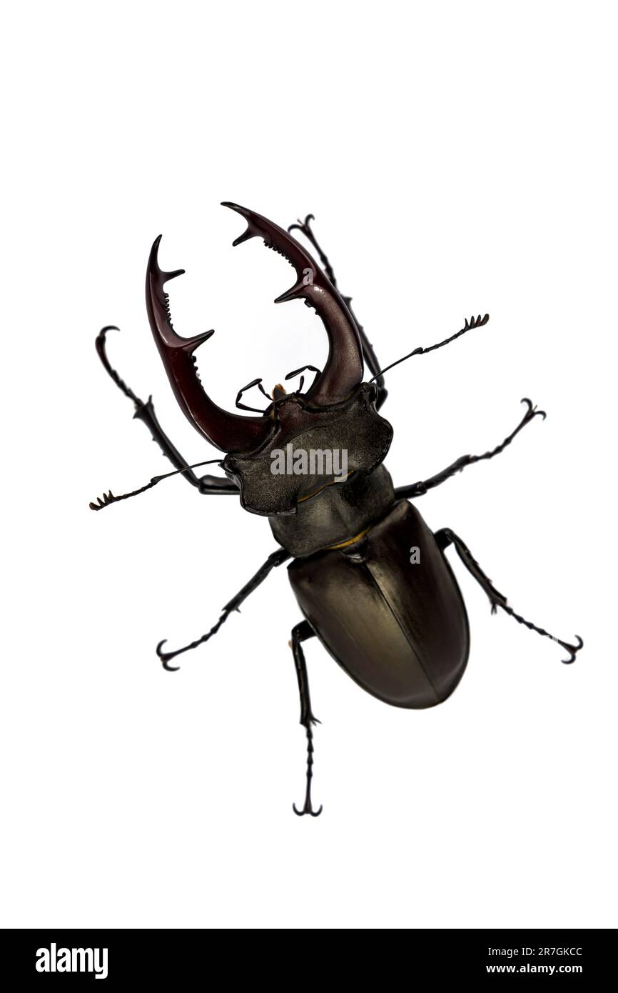 Stag beetle isolated on white background (Lucanus Cervus). Stock Photo
