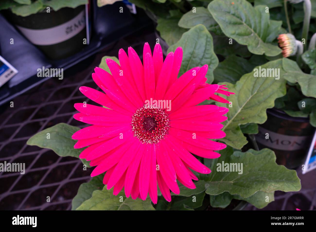 A Gerbera daisy, Gerbera jamesonii, potted & for sale at a garden center. Wichita, Kansas, USA. Stock Photo