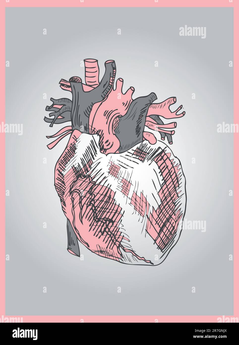 Medical Illustration of a Heart vector Stock Vector Image \u0026 Art - Alamy, image size:964x1390