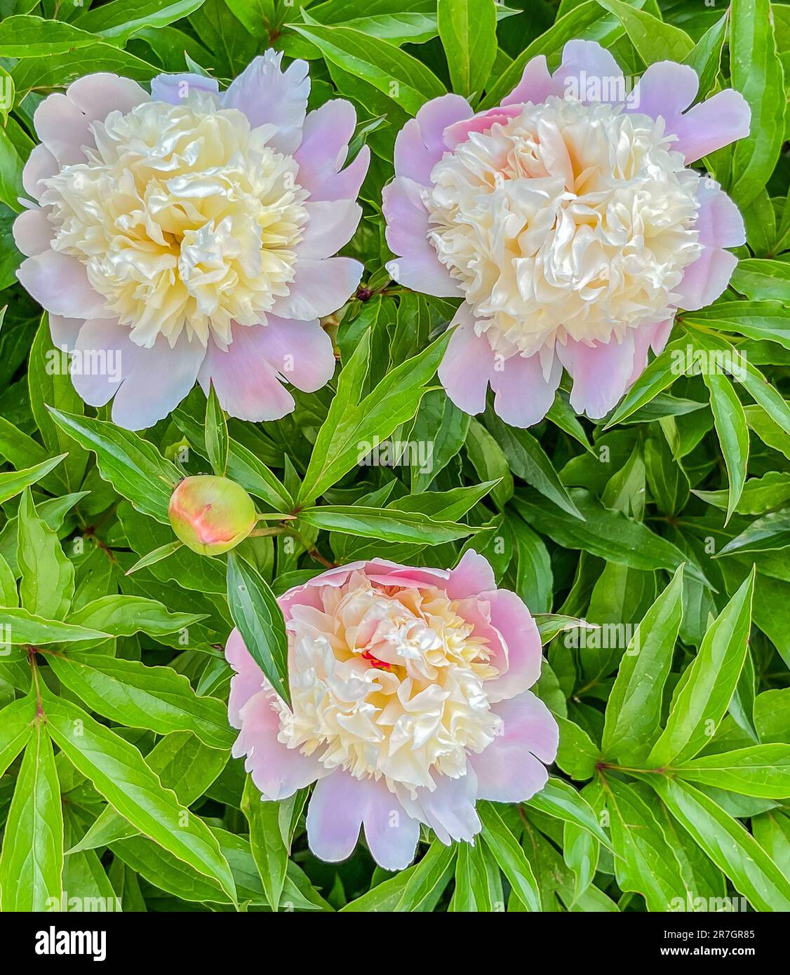 Three Peonies on a Beautiful Spring Morning, York County Pennsylvania USA Stock Photo