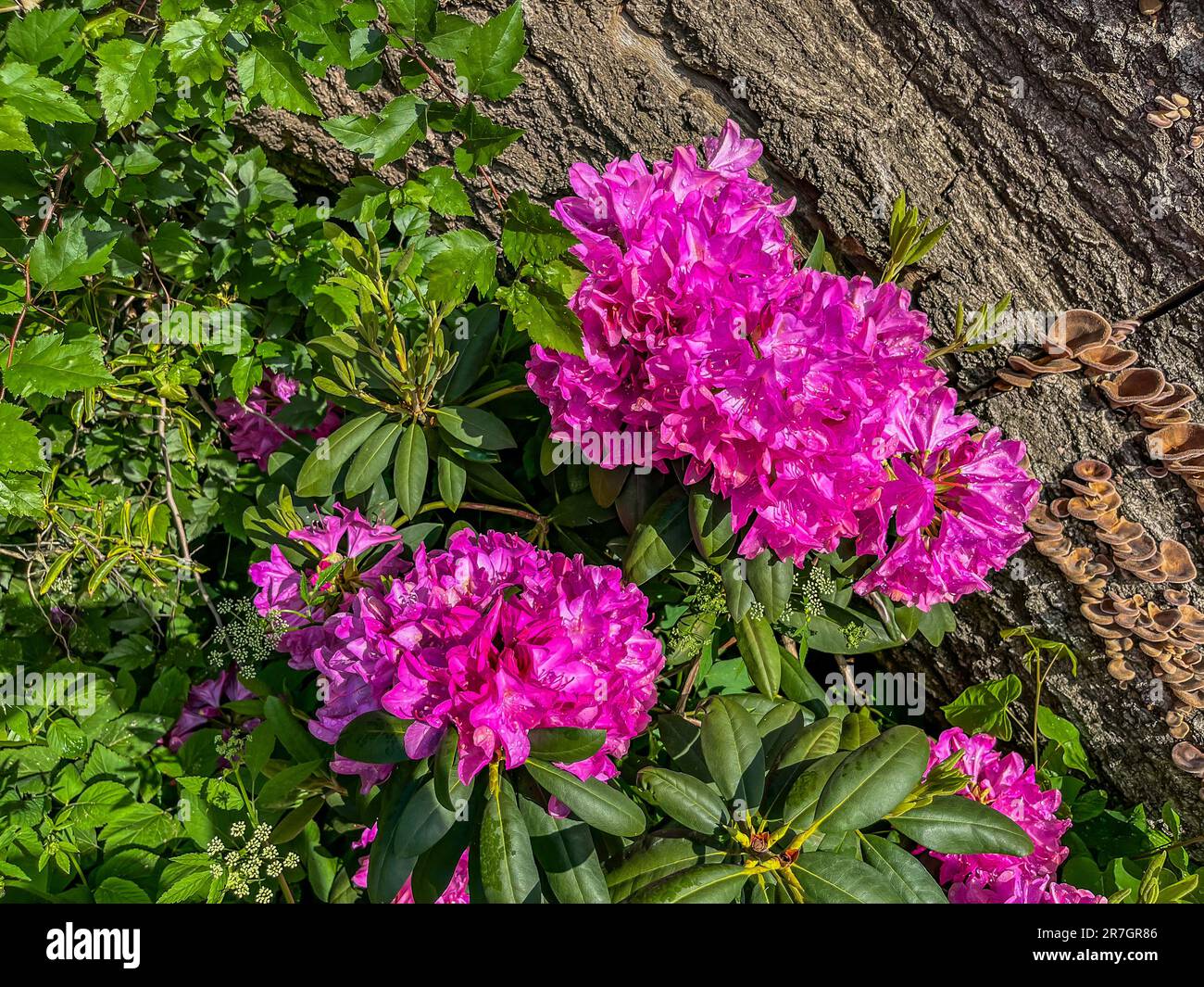 Rhododendron Blooms in the Forest, York County Pennsylvania USA Stock Photo  - Alamy