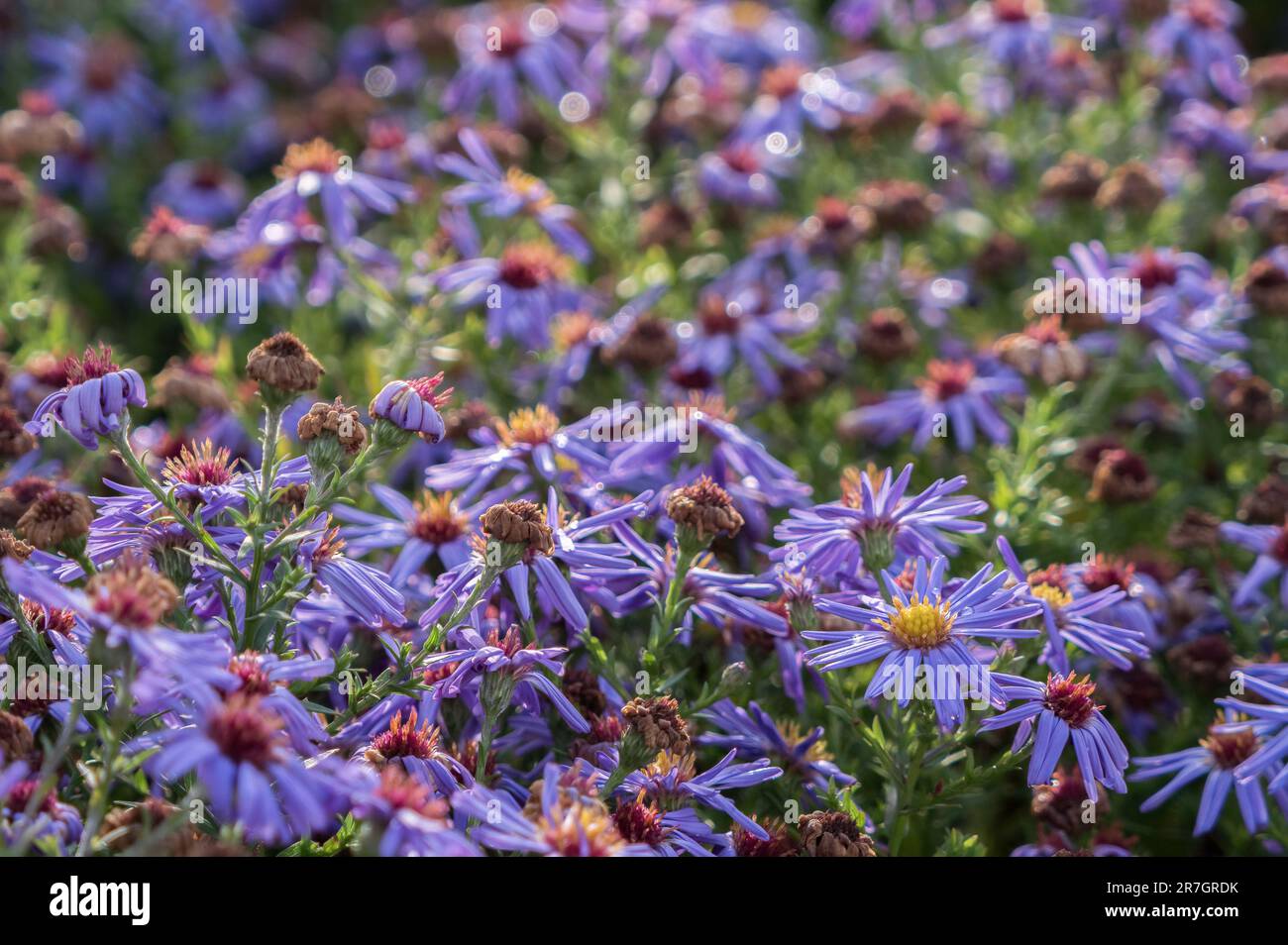 A lovely lila coloured flower closeup in jena, copy space Stock Photo