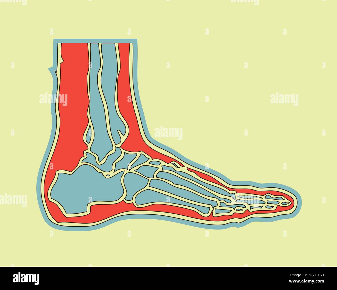 human foot Stock Vector