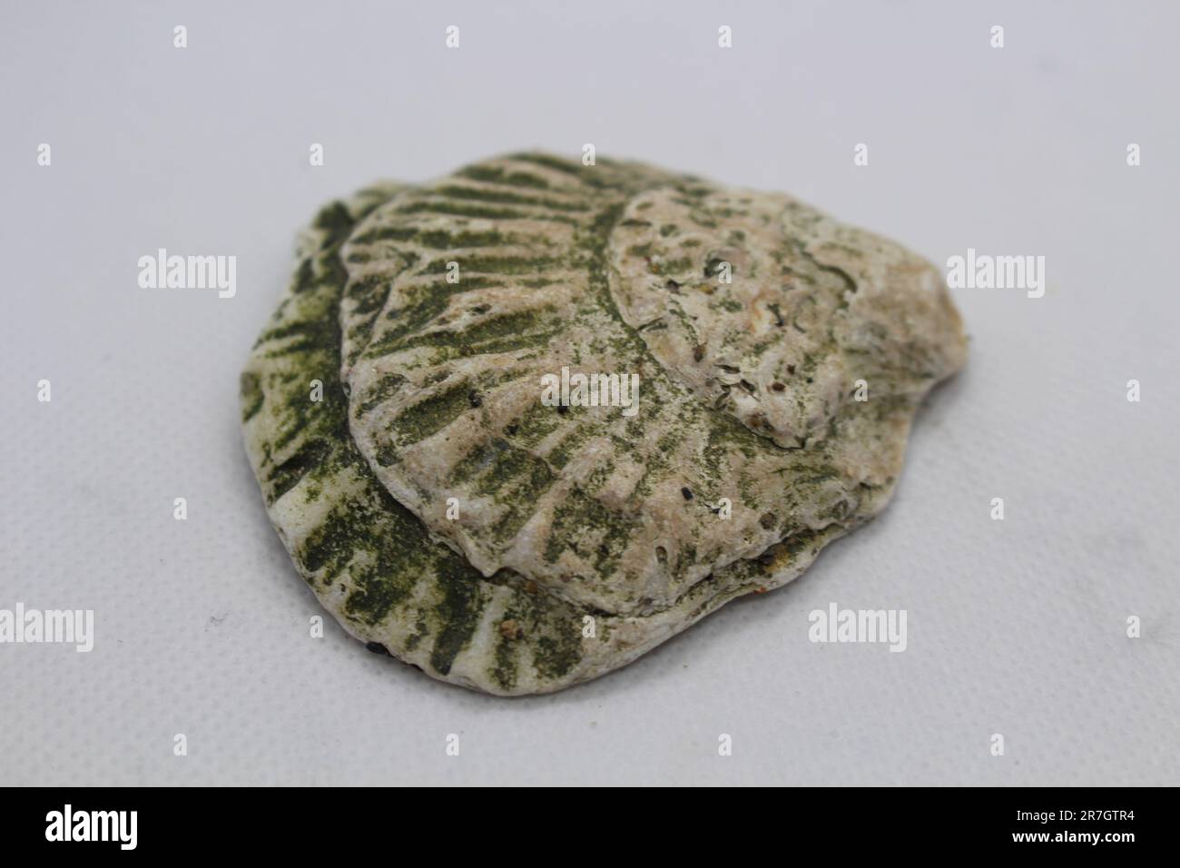 Green and yellow textured cockle shell, found along the River Thames, by Woolwich, London, UK. Stock Photo