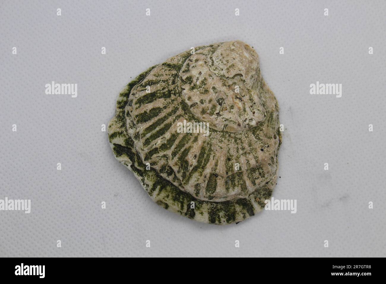 Green and yellow textured cockle shell, found along the River Thames, by Woolwich, London, UK. Stock Photo