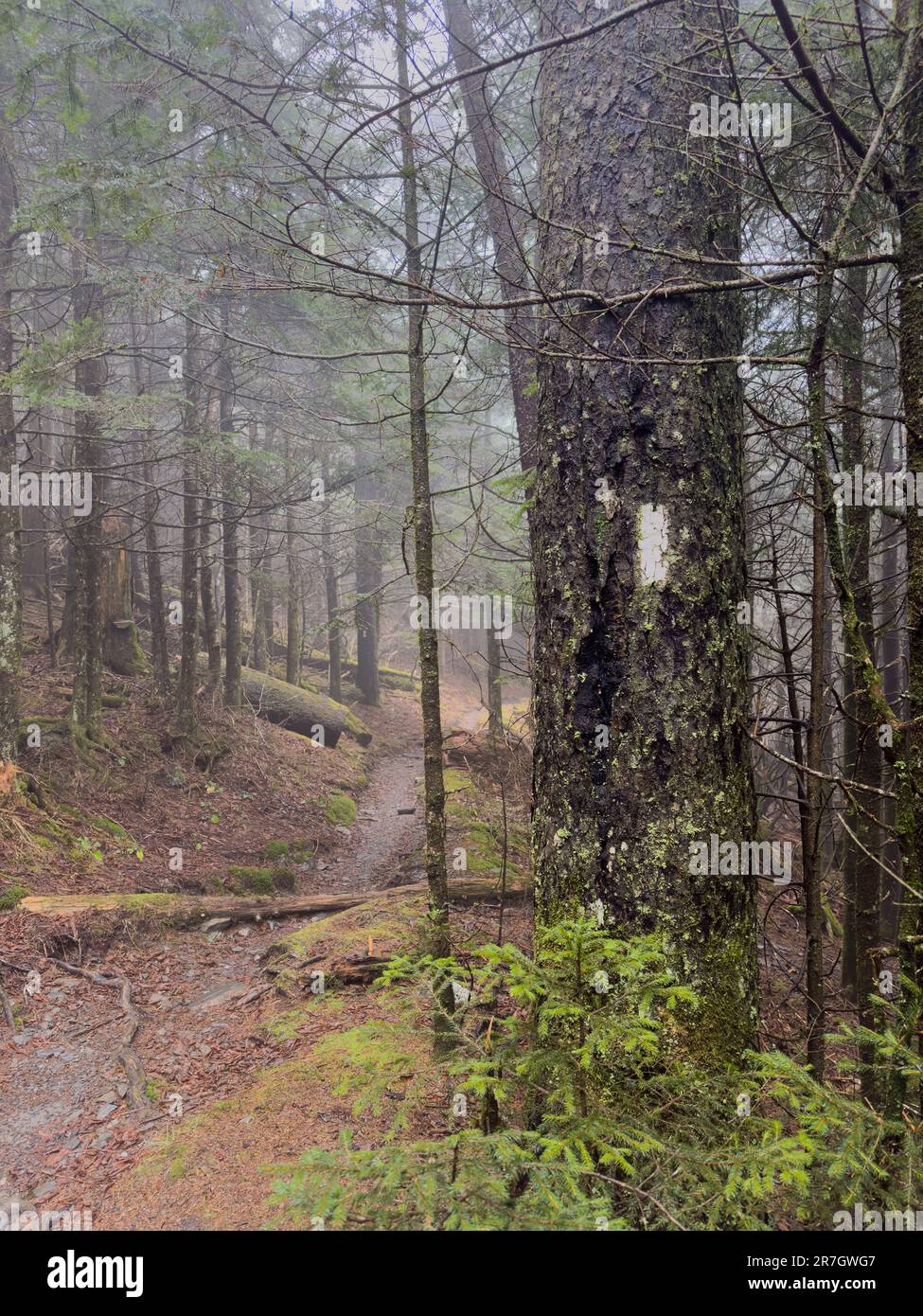Foggy and Wet Weather Along the Appalachian Trail in the Smokies Stock ...