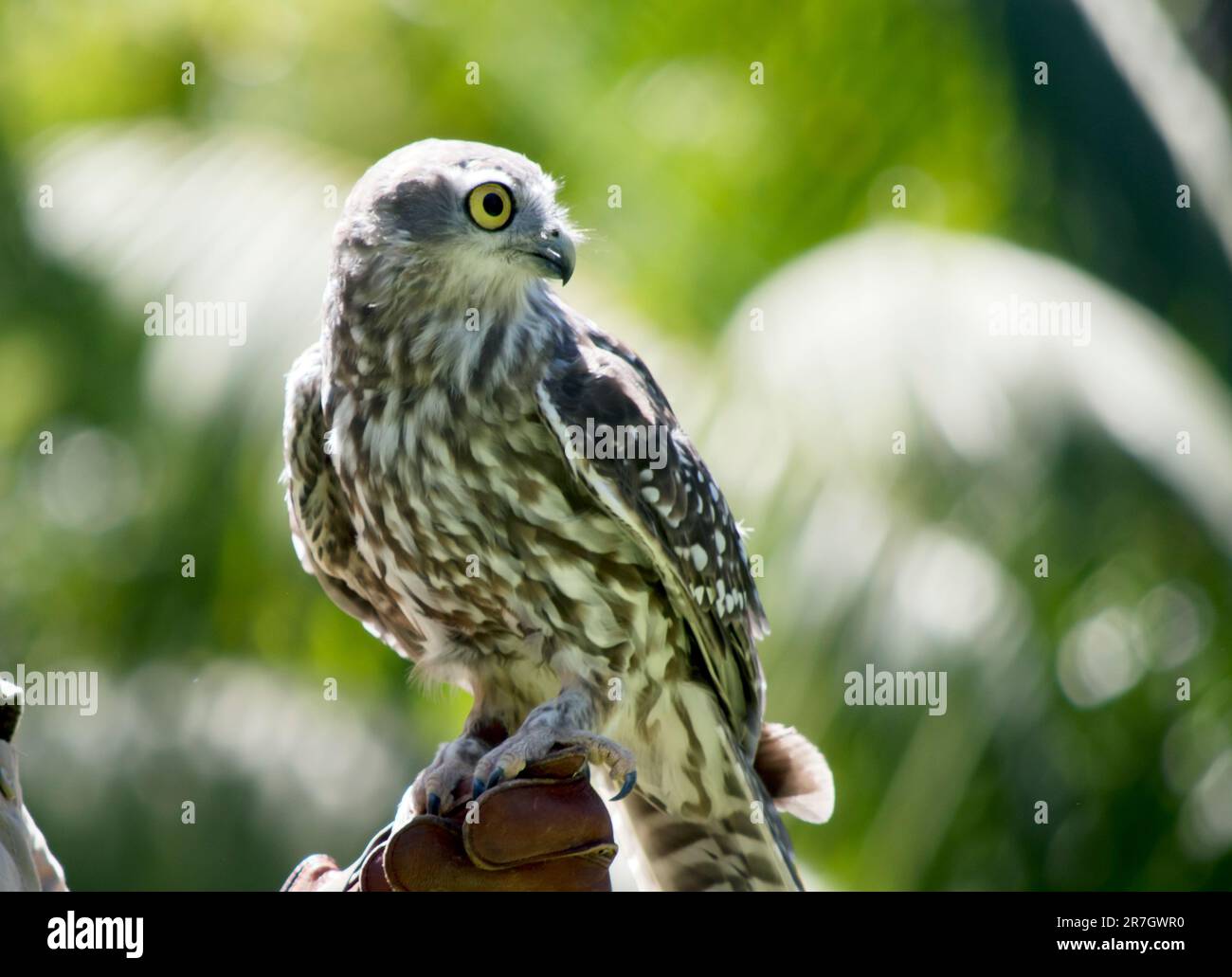 Closeup of a bird's body covered in brown feathers with white edges Stock  Photo - Alamy