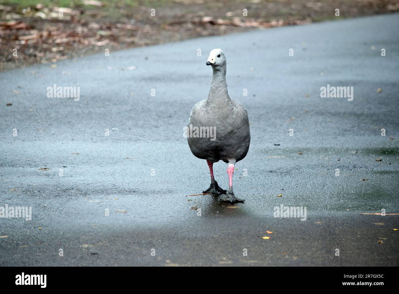 The Cape Barren Goose is a very large, pale grey goose with a ...