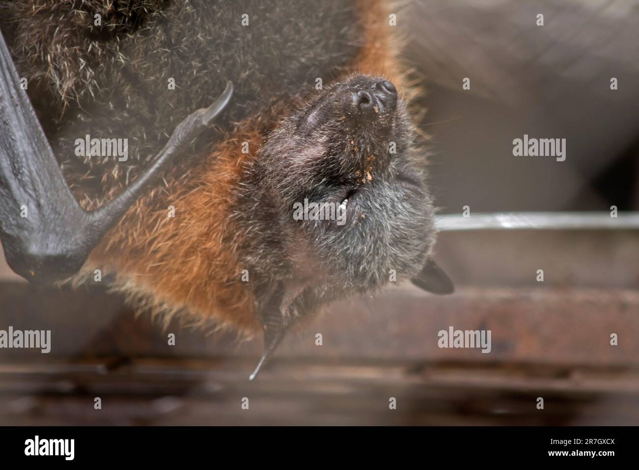 Bats are the only mammals that can fly. Instead of arms or hands, they